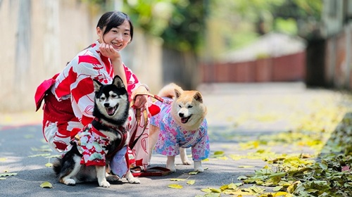 淡水街長多田榮吉故居自10/6（二）至10/11（日）暫停浴衣體驗
